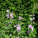X Alcathaea 'Parkrondell' (2)
